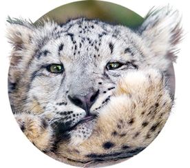snow leopard